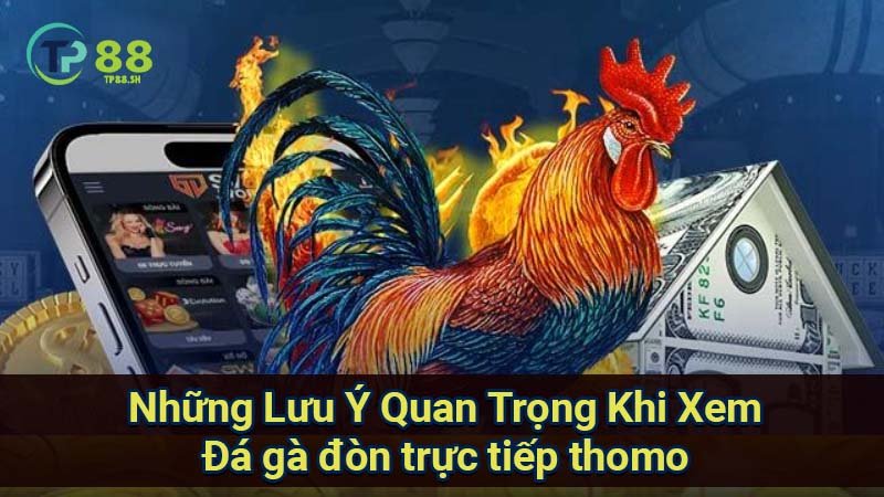 Đá Gà Đòn Trực Tiếp Thomo: Xem Đòn & Kết Quả Mới Nhất 6 nhung-luu-y-quan-trong-khi-xem-da-ga-don-truc-tiep-thomo