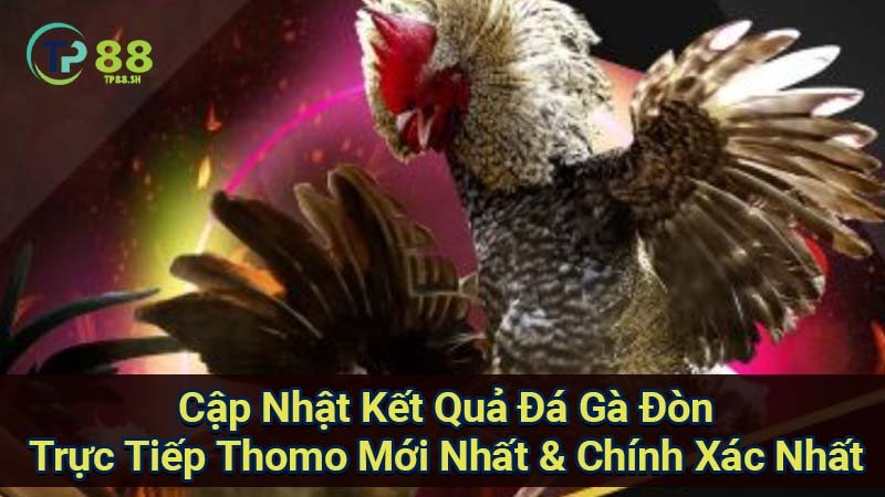 Đá Gà Đòn Trực Tiếp Thomo: Xem Đòn & Kết Quả Mới Nhất 7 cap-nhat-ket-qua-da-ga-don-truc-tiep-thomo-moi-nhat-&-chinh-xac-nhat