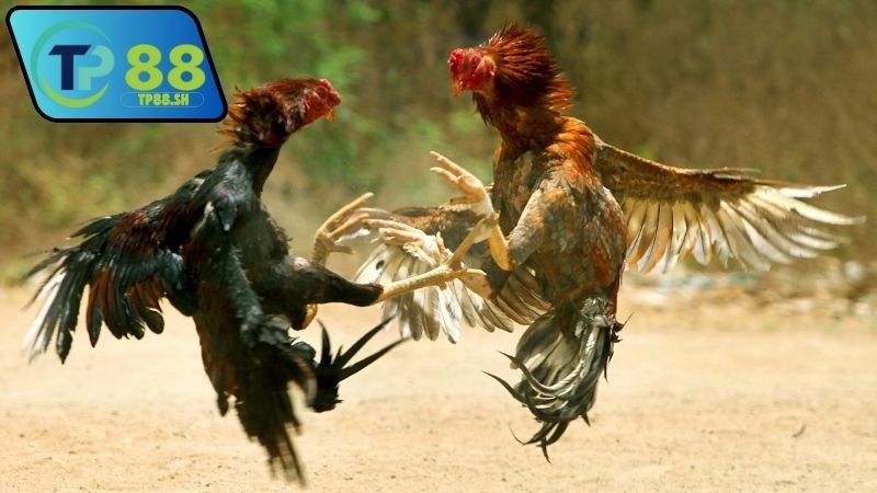Nhà cái chính thức uy tín đá gà Thomo 5 Nhà cái chính thức uy tín đá gà Thomo có pháp lý rõ ràng