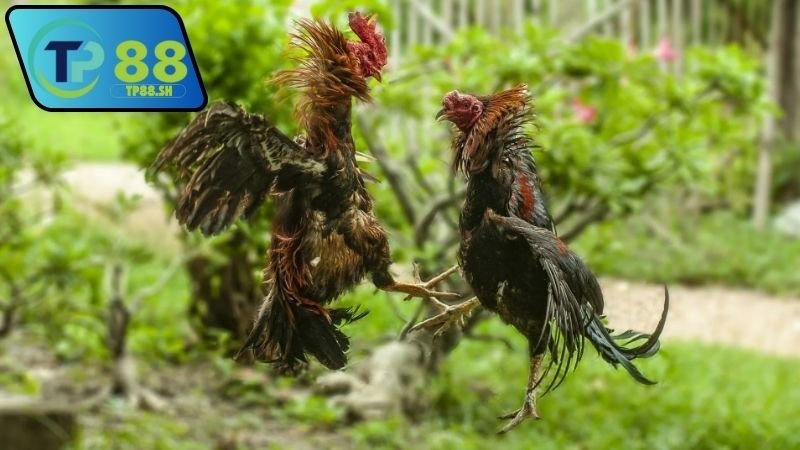 Nhà cái chính thức uy tín đá gà Thomo 7 Nhà cái chính thức uy tín đá gà Thomo được người chơi tin dùng
