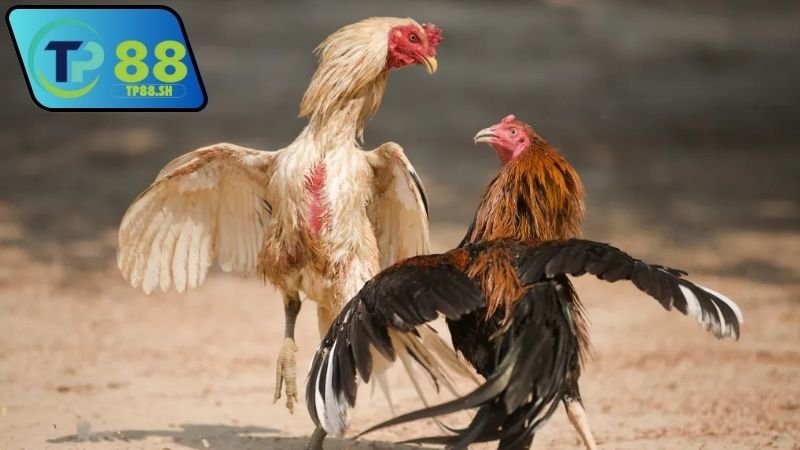 Nhà cái chính thức uy tín đá gà Thomo VN999 đáng tin cậy 5 Nhà cái chính thức uy tín đá gà Thomo VN999 có hợp pháp không?