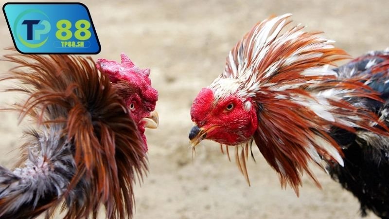 Nhà cái chính thức uy tín đá gà Thomo VN999 đáng tin cậy 6 Nhà cái chính thức uy tín đá gà Thomo VN999 có dịch vụ tốt không?